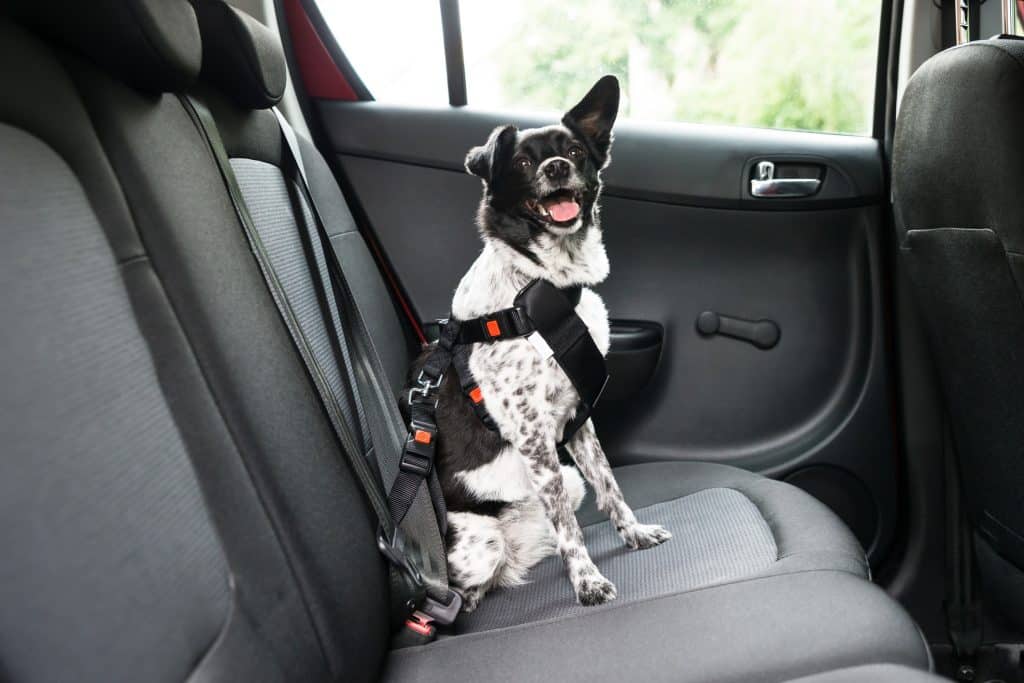 transportar cachorro em carro autocompara