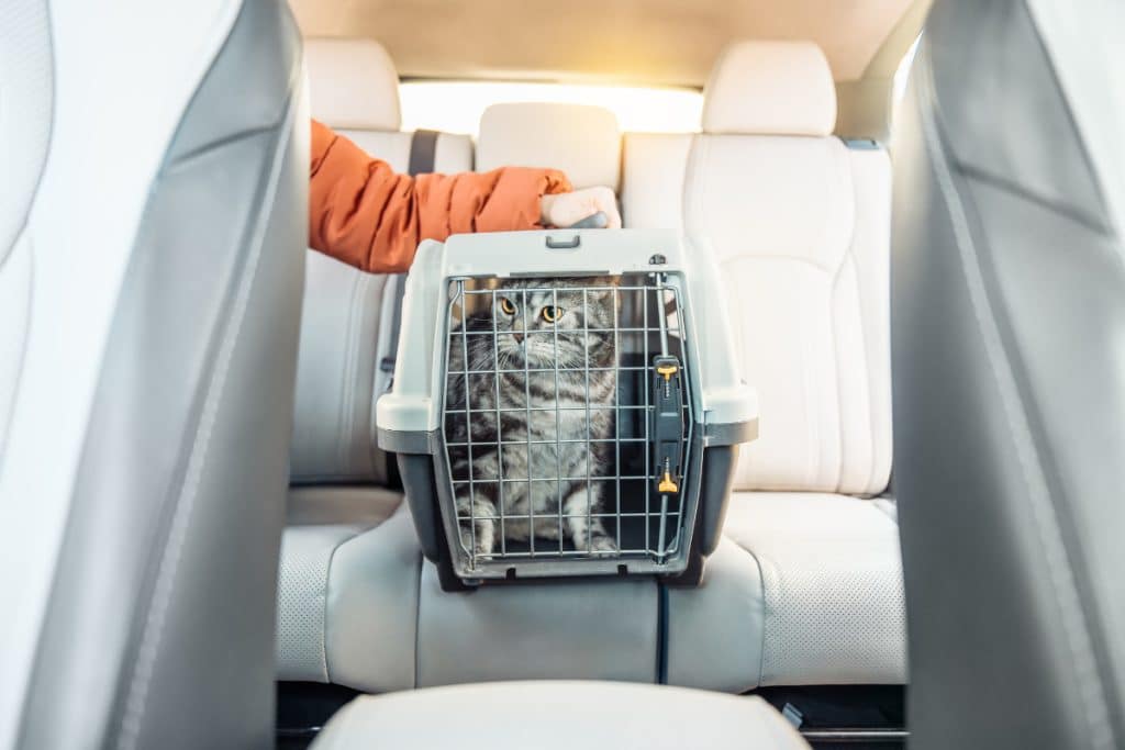 Caixa transporte com gato dentro do carro