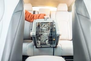 Caixa transporte com gato dentro do carro