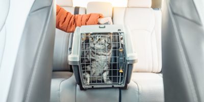Caixa transporte com gato dentro do carro